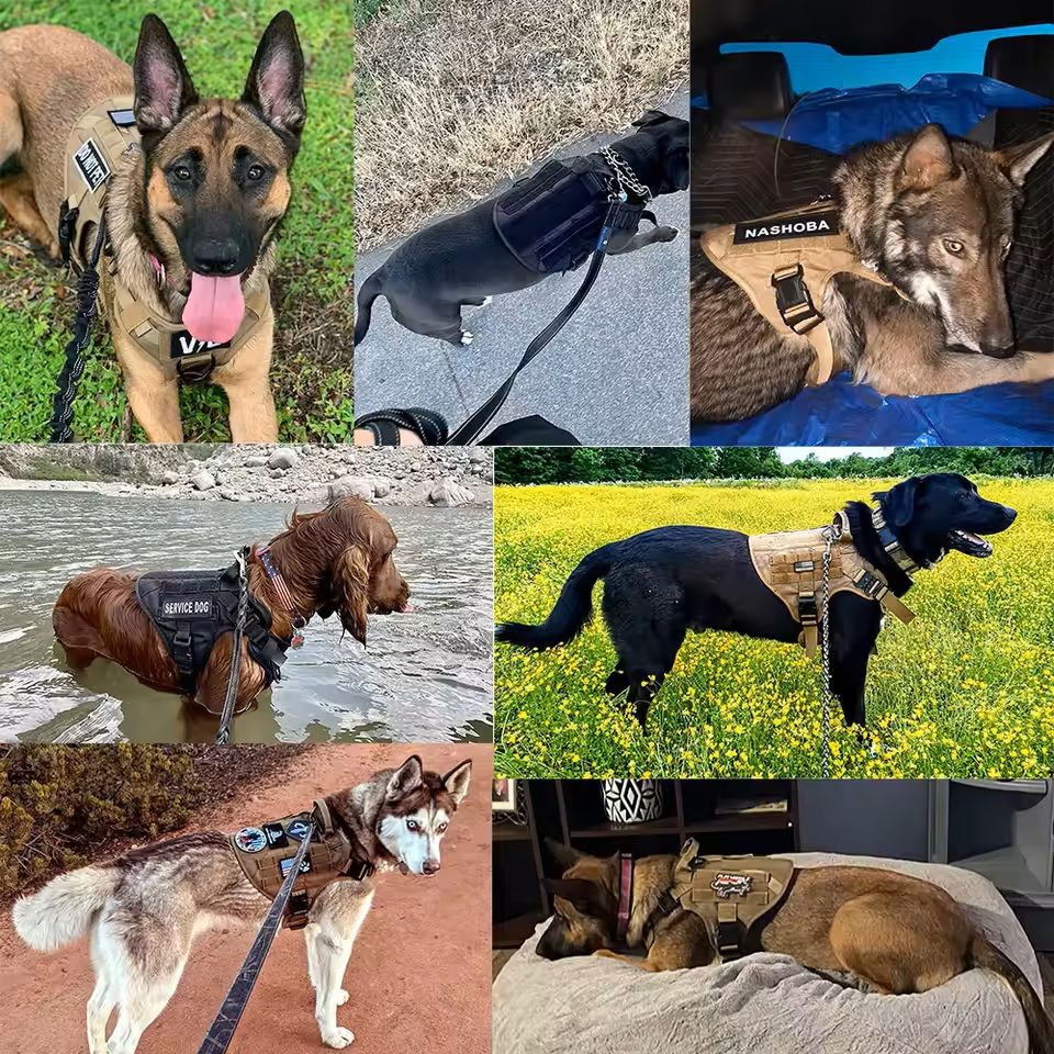 Large Dog Harness And Leash Training Set For Medium And Large Dogs 5