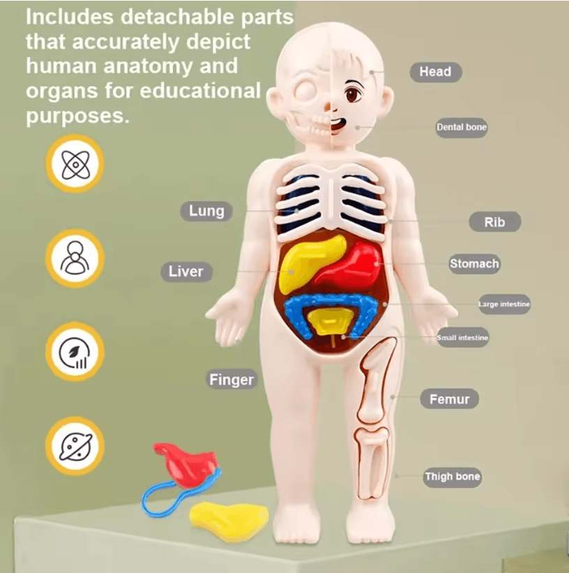 Human Body Anatomy Model for Kids Educational DIY Organ Toy for Science Learning and Montessori STEM Play
