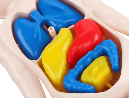 Human Body Anatomy Model For Kids Educational DIY Organ Toy For Science Learning And Montessori STE 1