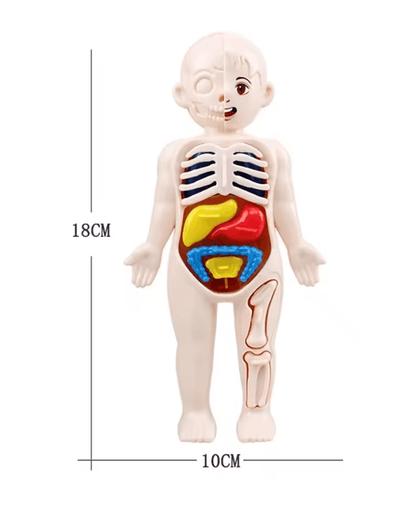 Human Body Anatomy Model For Kids Educational DIY Organ Toy For Science Learning And Montessori STE 2