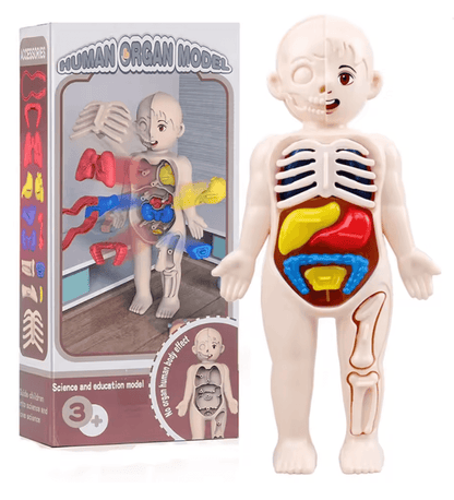 Human Body Anatomy Model For Kids Educational DIY Organ Toy For Science Learning And Montessori STE 4