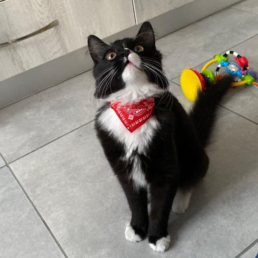 Cute Printed Bandana Cat Collar Adjustable Triangular Scarf Collar For Puppy Dog Kittens  Small Ani 1
