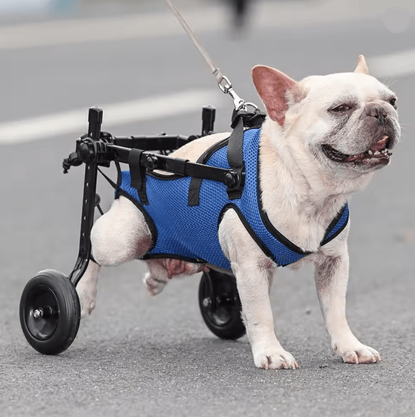 Pet Mobility Aid Adjustable Wheelchair for Disabled Rear Legs