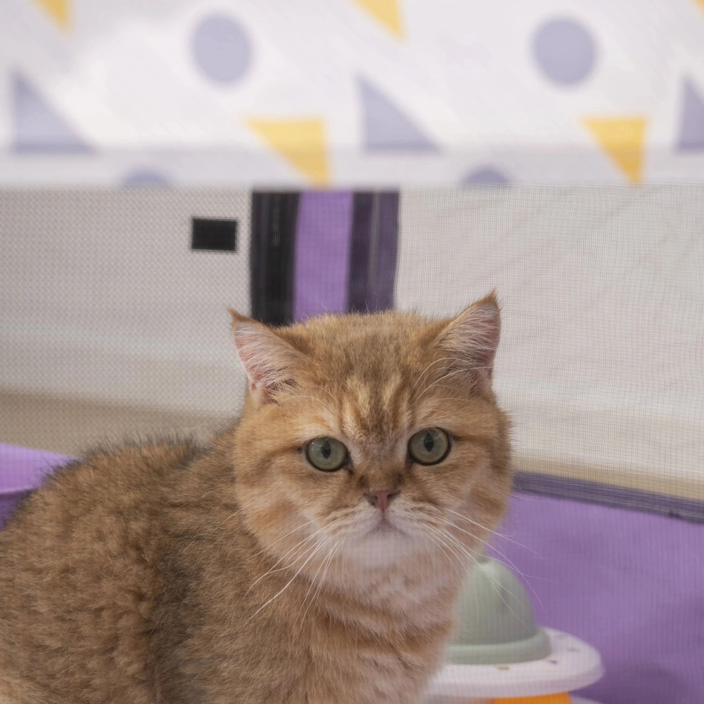 Foldable Mesh Pet Playpen Indoor Outdoor Cat And Dog Tent 4